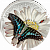 27146_coin_reverse-910x910